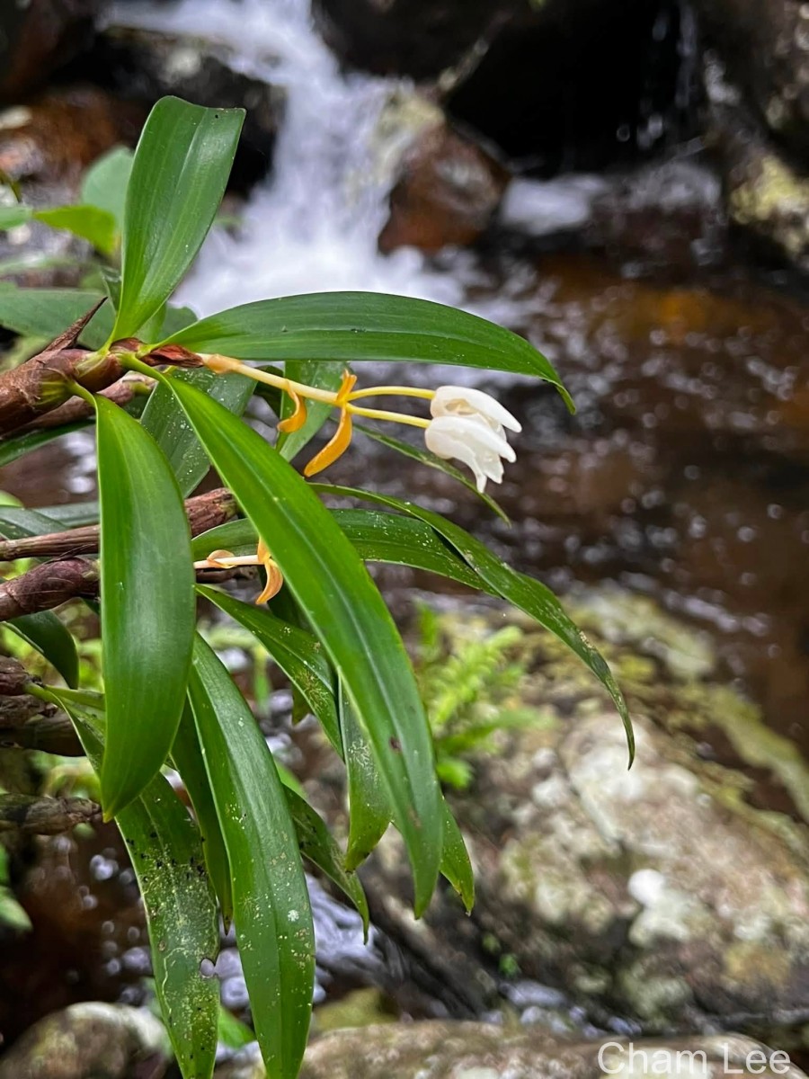 Cylindrolobus lindleyi (Thwaites) Ormerod & C.S.Kumar